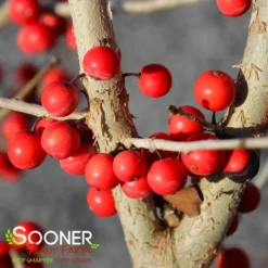 WARREN'S RED POSSUMHAW HOLLY -Plant Urea Sales DETA5 1598