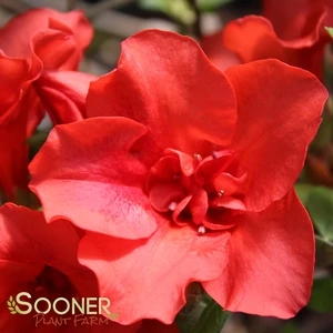 AUTUMN EMBERS® ENCORE® AZALEA 3 AUTUMN EMBERS® ENCORE® AZALEA - Image 3