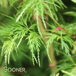 SEIRYU UPRIGHT JAPANESE MAPLE 13 SEIRYU UPRIGHT JAPANESE MAPLE -Plant Urea Sales DETA5 1875