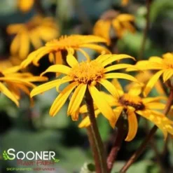 OTHELLO GOLDEN RAY -Plant Urea Sales DETA5 1919