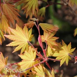 AUTUMN MOON UPRIGHT JAPANESE MAPLE -Plant Urea Sales DETA5 2092