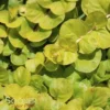 GOLDEN MONEYWORT