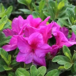 BLOOM-A-THON® LAVENDER AZALEA -Plant Urea Sales DETA5 2243