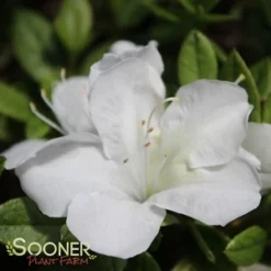 BLOOM-A-THON® WHITE AZALEA -Plant Urea Sales DETA5 2244