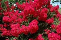 RED ROOSTER® CRAPEMYRTLE