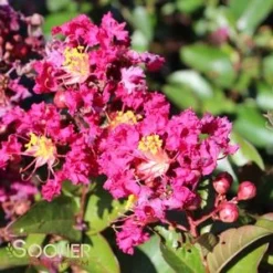 BERRY DAZZLE® CRAPEMYRTLE -Plant Urea Sales DETA5 2259