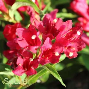 SONIC BLOOM® RED WEIGELA 1 SONIC BLOOM® RED WEIGELA