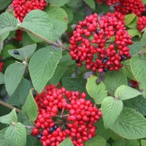 RED BALLOON® VIBURNUM 1 RED BALLOON® VIBURNUM