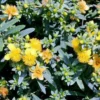 BLUES FESTIVAL® ST. JOHN'S WORT