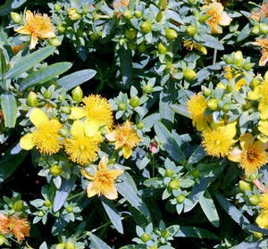 BLUES FESTIVAL® ST. JOHN'S WORT 1 BLUES FESTIVAL® ST. JOHN'S WORT