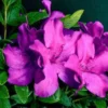 BLOOM-A-THON® PURPLE SPECTACULAR™ AZALEA