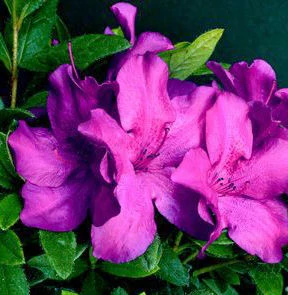 BLOOM-A-THON® PURPLE SPECTACULAR™ AZALEA 1 BLOOM-A-THON® PURPLE SPECTACULAR™ AZALEA