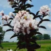 MOONLIGHT MAGIC™ CRAPEMYRTLE