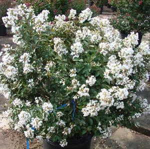ENDURING SUMMER™ WHITE CRAPEMYRTLE 1 ENDURING SUMMER™ WHITE CRAPEMYRTLE