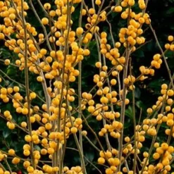 BERRY HEAVY® GOLD WINTERBERRY HOLLY -Plant Urea Sales DETA5 3040