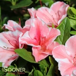 AUTUMN SUNBURST® ENCORE® AZALEA -Plant Urea Sales DETA5 3309