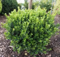 BABY JADE™ BOXWOOD -Plant Urea Sales DETA5 3382