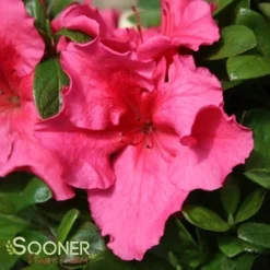 BLOOM-A-THON® HOT PINK AZALEA -Plant Urea Sales DETA5 3448