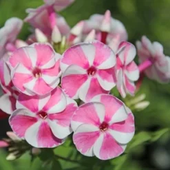 BAMBINI™ CANDY CRUSH GARDEN PHLOX -Plant Urea Sales DETA5 3589