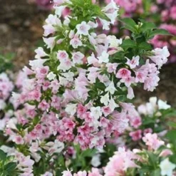 CZECHMARK TRILOGY® WEIGELA -Plant Urea Sales DETA5 3617