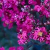BLACK DIAMOND® MYSTIC MAGENTA CRAPEMYRTLE