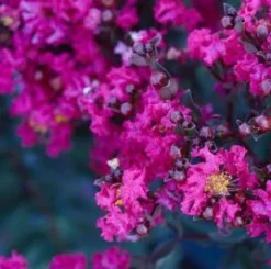 BLACK DIAMOND® MYSTIC MAGENTA CRAPEMYRTLE