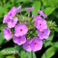 FASHIONABLY EARLY FLAMINGO GARDEN PHLOX -Plant Urea Sales DETA5 3878
