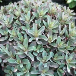 MARINA SEDUM -Plant Urea Sales DETA5 4022