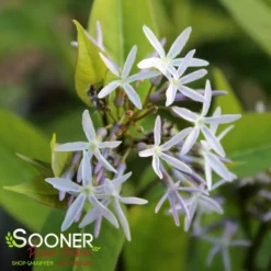 STORM CLOUD BLUE STAR -Plant Urea Sales DETA5 4095