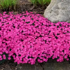 PAINT THE TOWN MAGENTA DIANTHUS -Plant Urea Sales DETA5 4107