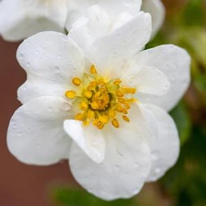 CRÈME BRÛLÉE™ POTENTILLA 1 CRÈME BRÛLÉE™ POTENTILLA
