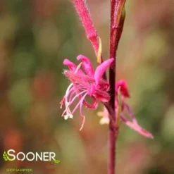 BELLEZA® DARK PINK WAND FLOWER -Plant Urea Sales DETA5 4300