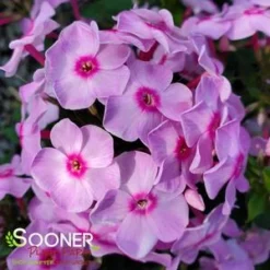 LUMINARY® OPALESCENCE GARDEN PHLOX 5 LUMINARY® OPALESCENCE GARDEN PHLOX -Plant Urea Sales DETA5 4409
