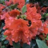 PERFECTO MUNDO® ORANGE AZALEA