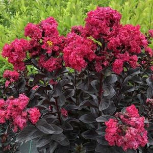CENTER STAGE® PINK CRAPEMYRTLE 1 CENTER STAGE® PINK CRAPEMYRTLE