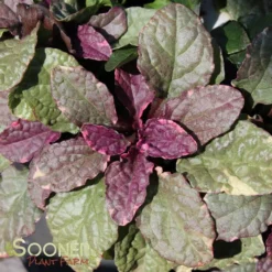 BURGUNDY GLOW AJUGA -Plant Urea Sales DETA5 447