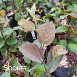 BLUE SHADOW WITCH ALDER -Plant Urea Sales DETA5 452