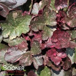 MIDNIGHT ROSE CORAL BELLS 5 MIDNIGHT ROSE CORAL BELLS -Plant Urea Sales DETA5 456