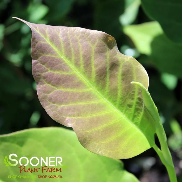 GALAXY MAGNOLIA 1 GALAXY MAGNOLIA