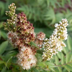 CHERRY ON TOP™ SORBARIA -Plant Urea Sales DETA5 5197