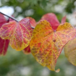 MIDNIGHT EXPRESS® REDBUD -Plant Urea Sales DETA5 5287