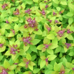 DOUBLE PLAY® DOLLY™ SPIRAEA -Plant Urea Sales DETA5 5303