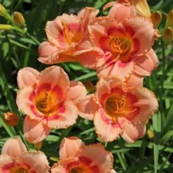 STRAWBERRY CANDY DAYLILY 6 STRAWBERRY CANDY DAYLILY -Plant Urea Sales DETA5 568