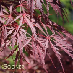 TAMUKEYAMA WEEPING JAPANESE MAPLE -Plant Urea Sales DETA5 693