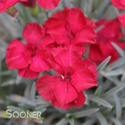 FROSTY FIRE DIANTHUS -Plant Urea Sales DETA5 732