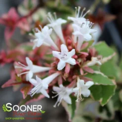 MARDI GRAS ABELIA -Plant Urea Sales DETA5 897