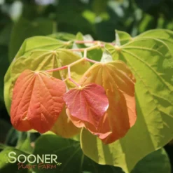 THE RISING SUN™ REDBUD 11 THE RISING SUN™ REDBUD -Plant Urea Sales DETA6 1530