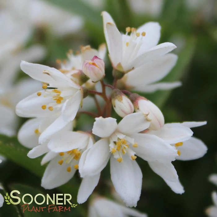 NIKKO SLENDER DEUTZIA 5 NIKKO SLENDER DEUTZIA - Image 5