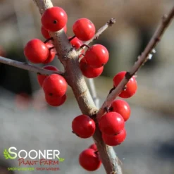 WARREN'S RED POSSUMHAW HOLLY -Plant Urea Sales DETA6 1598