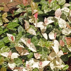 SNOW N SUMMER™ ASIATIC JASMINE -Plant Urea Sales DETA6 1620